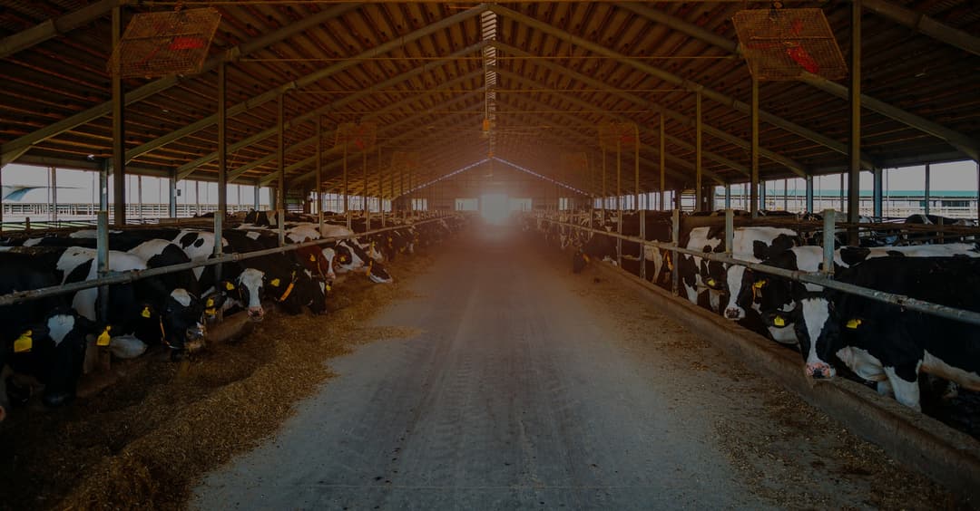 Livestock Management